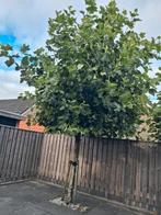 Plataan, Tuin en Terras, Planten | Bomen, Ophalen, Volle zon, Overige soorten