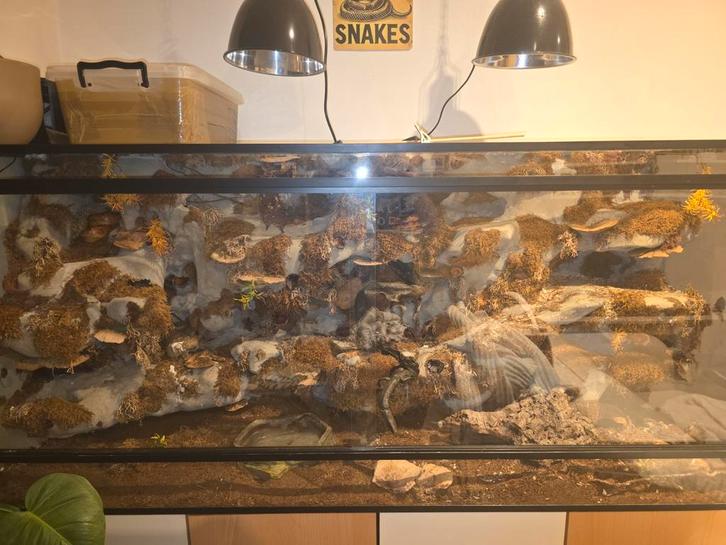 Koppel korenslangen met terra