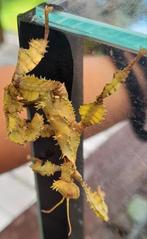 Eitjes Australische flappentakken wandelende takken diversen, Dieren en Toebehoren, Wandelende tak