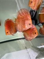 Discus vissen, Dieren en Toebehoren, Vissen | Aquariumvissen, Vis