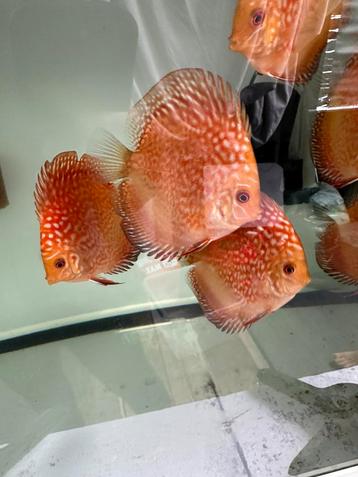 Discus vissen beschikbaar voor biedingen