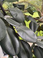 Indische rubberboom / Ficus elastica groot ruim 3 meter, Huis en Inrichting, Kamerplanten, Ophalen, Ficus, Halfschaduw, 200 cm of meer