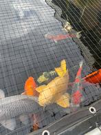 Diverse mooie Koi karpers te koop, Dieren en Toebehoren, Vissen | Vijvervissen, Karper of Koi