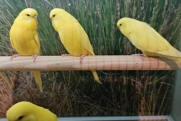 Jonge Engelse parkieten (mooi om tam te maken), Dieren en Toebehoren, Vogels | Parkieten en Papegaaien, Parkiet, Meerdere dieren