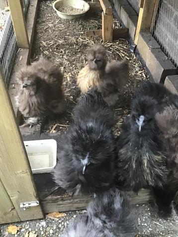 USA zijdehoen kuikens ( kriel)  8 stuks  beschikbaar voor biedingen