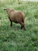 Coburger Fuchs ram lam, dekram, Mannelijk, Schaap