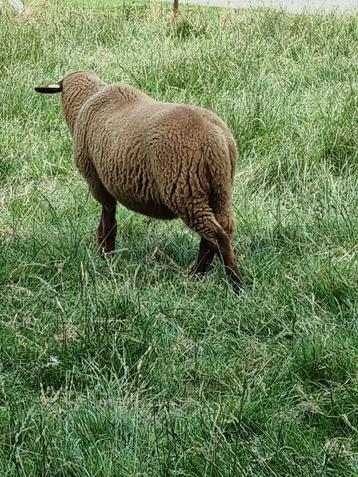 Coburger Fuchs ram lam, dekram beschikbaar voor biedingen