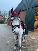 Mooie D-pony te koop!, Dieren en Toebehoren, Pony's, Ruin, L, D pony (1.37m tot 1.48m), 11 jaar of ouder