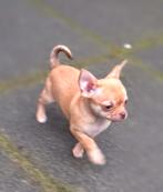 Chihuahua pups, puppies, raszuiver, 8 tot 15 weken, CDV (hondenziekte), Meerdere, Meerdere dieren