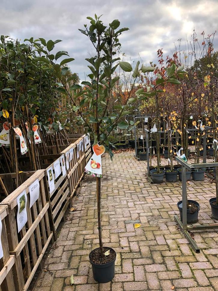 Elstar Appelboom in Pot, Tuin en Terras, Planten | Bomen, Overige soorten, 100 tot 250 cm, Volle zon, Lente, In pot, Ophalen