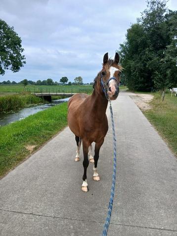 Leuke spontane 6 jarige Weslh pony beschikbaar voor biedingen