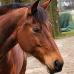 Diverse paardrijspullen, Dieren en Toebehoren, Paardrijkleding, Ophalen of Verzenden, Overige soorten