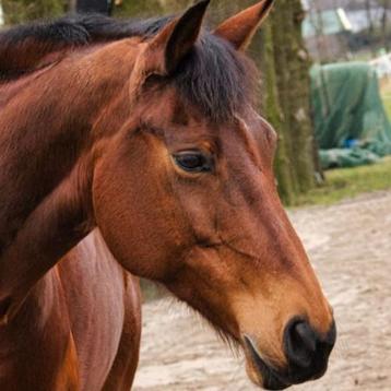Diverse paardrijspullen beschikbaar voor biedingen