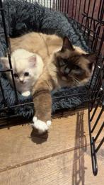 Ragdoll poes met kitten, Dieren en Toebehoren, Meerdere dieren, Met stamboom