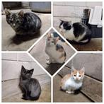 Boederijkittens, Dieren en Toebehoren, Meerdere dieren, Ontwormd, 0 tot 2 jaar