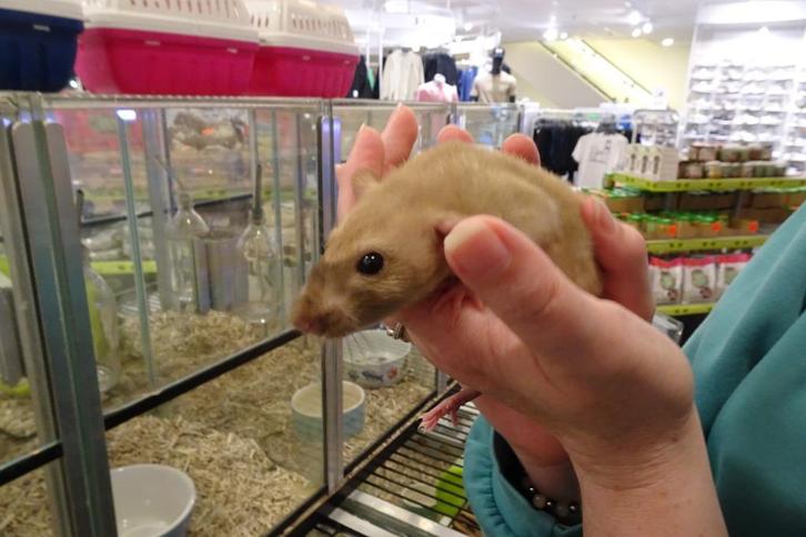 Erg tamme ratjes., Dieren en Toebehoren, Knaagdieren, Meerdere dieren, Rat, Augustus, Tam