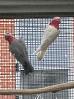 Rose kaketoe, Dieren en Toebehoren, Vogels | Parkieten en Papegaaien, Mannelijk, Papegaai