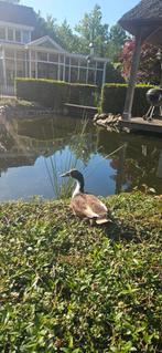 Indische loopeend woerd, Mannelijk, Eend