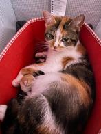 Heel mooie kittens, Dieren en Toebehoren, Katten en Kittens | Raskatten | Korthaar, Ontwormd