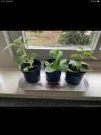Vijf-in-één-kruid. Indian Borage., Ophalen of Verzenden, Zomer, Vaste plant, Volle zon