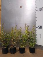 Olijfwilg – Elaeagnus ebbingei Compacta, Ophalen of Verzenden, Overige soorten, Haag, Minder dan 100 cm