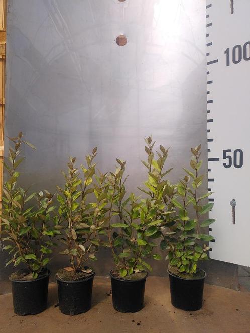 Olijfwilg – Elaeagnus ebbingei Compacta, Tuin en Terras, Planten | Struiken en Hagen, Haag, Overige soorten, Minder dan 100 cm