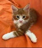 Kleine Vlammetjes: Rode Maine Coon kittens vol liefde, Dieren en Toebehoren, Meerdere dieren, 0 tot 2 jaar