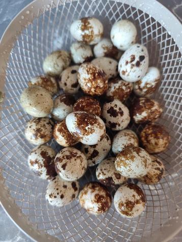 Verse kwarteleitjes  beschikbaar voor biedingen