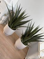 Twee nep Agaves, Ophalen, Halfschaduw