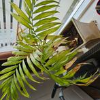 Parlor Palm, Ophalen, Halfschaduw, Minder dan 100 cm