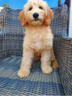 Australian Labradoodle Medium Pups, Rabiës (hondsdolheid), Overige rassen, 8 tot 15 weken, Meerdere