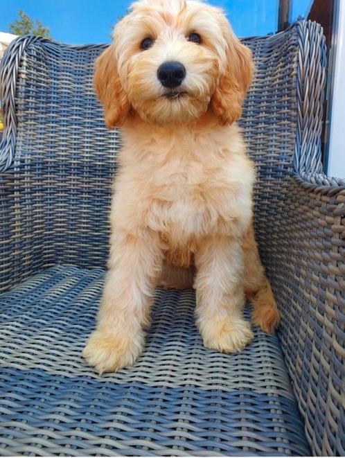 Australian Labradoodle Medium Pups, Dieren en Toebehoren, Honden | Retrievers, Spaniëls en Waterhonden, Meerdere dieren, Overige rassen