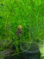 Helena slakken, Dieren en Toebehoren, Vissen | Aquariumvissen, Slak of Weekdier
