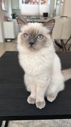 Bluepoint Ragdoll poes – Lief nieuw thuis gezocht, Dieren en Toebehoren, Katten en Kittens | Raskatten | Korthaar, Poes
