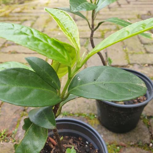 Laurier / leilaurier / laurierkers stekken, Tuin en Terras, Planten | Bomen, Leiboom, Minder dan 100 cm, Halfschaduw, Lente, In pot