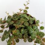 Schilpadplantje, Ophalen, Vetplant, Halfschaduw, Minder dan 100 cm