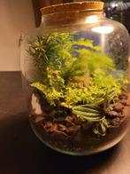 Ecosysteem terrarium., Huis en Inrichting, Kamerplanten, Ophalen, Overige soorten, Minder dan 100 cm