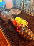 Koppel kolenbrander landschildpadden, Dieren en Toebehoren, Reptielen en Amfibieën, 11 jaar of ouder, Schildpad