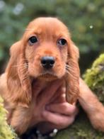 Knappe gezonde Cocker Spaniel reutjes., Nederland, Reu, CDV (hondenziekte), 8 tot 15 weken