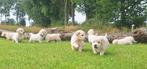 Prachtige golden retriever pups met stamboom, Golden retriever, CDV (hondenziekte), 8 tot 15 weken, Meerdere