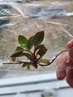 Philodendron Red Congo Variegata TC Baby, Ophalen of Verzenden, Overige soorten