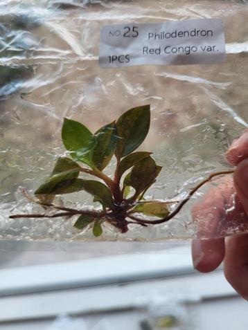 Philodendron Red Congo Variegata TC Baby beschikbaar voor biedingen
