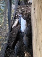 Parelhoenders, Dieren en Toebehoren, Pluimvee, Overige soorten