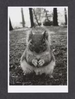 Eekhoorn Zwart Wit., Verzamelen, Ansichtkaarten | Dieren, Ophalen of Verzenden, 1980 tot heden, Ongelopen, Knaagdier