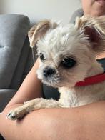 Lieve pup zoekt andere mand, Dieren en Toebehoren, 15 weken tot 1 jaar, Eén hond, Nederland, Particulier