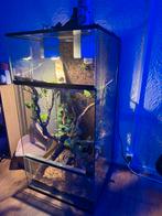 Terrarium voor gekko, Ophalen, Zo goed als nieuw