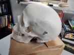 Schedel anatomie., Ophalen of Verzenden, Zo goed als nieuw