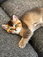 Brits kittens, Dieren en Toebehoren, Katten en Kittens | Raskatten | Korthaar, Meerdere dieren
