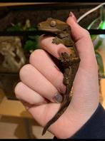 Wimper gekko met terrarium, Dieren en Toebehoren, Overige soorten, Met terrarium, 0 tot 2 jaar