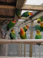 Fischeri koppel, Dieren en Toebehoren, Vogels | Parkieten en Papegaaien, Meerdere dieren, Dwergpapegaai of Agapornis